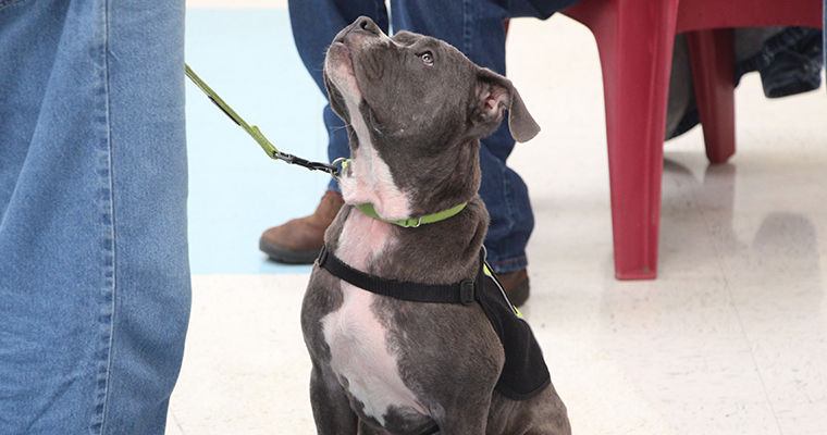 ውሻ በ FETCH ፕሮግራም ውስጥ