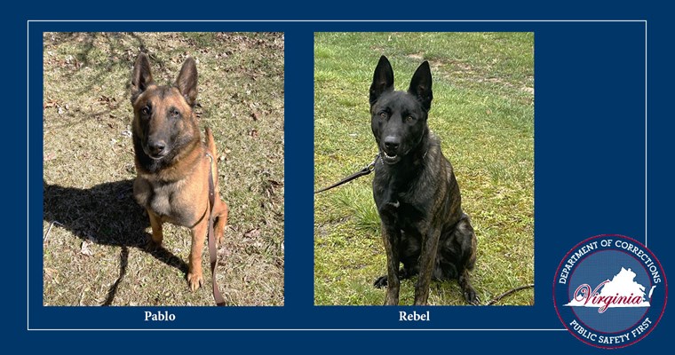 የVirginia ማረሚያ ቤቶች መምሪያ K9ዎች Pablo እና Rebel